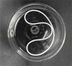 Buckling of An Elastic Ring